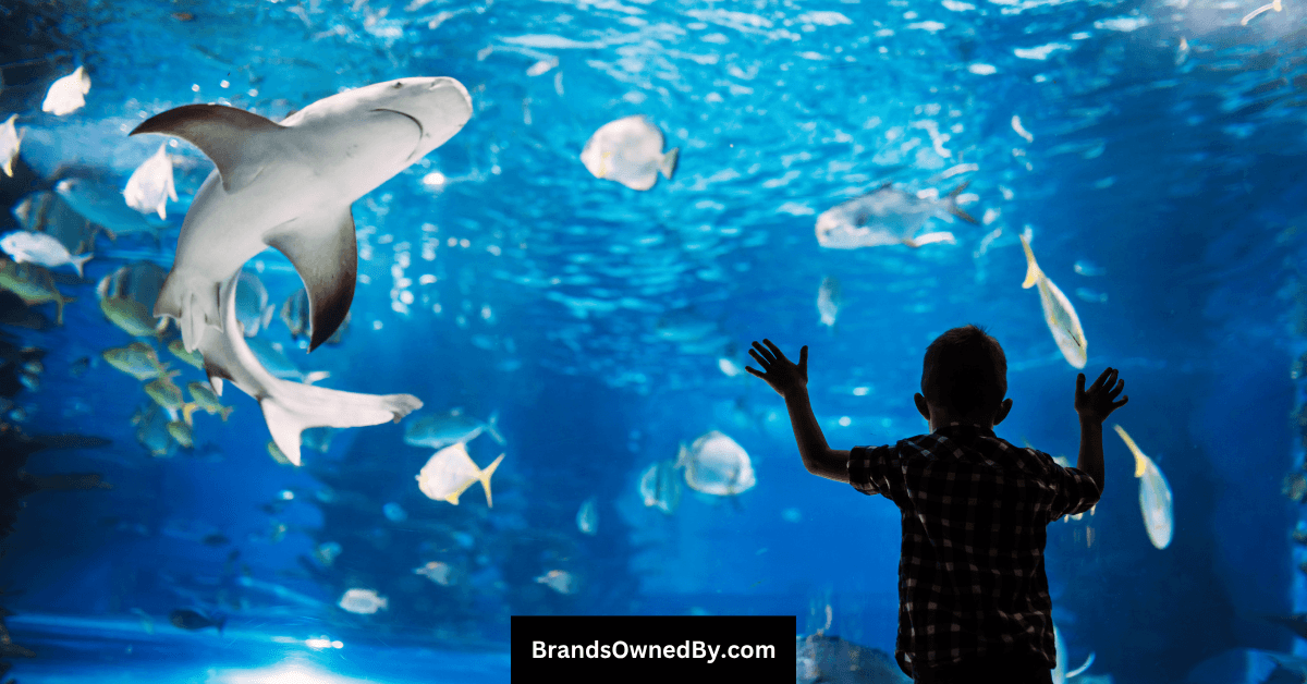 Who Owns SeaWorld: Ownership Explained